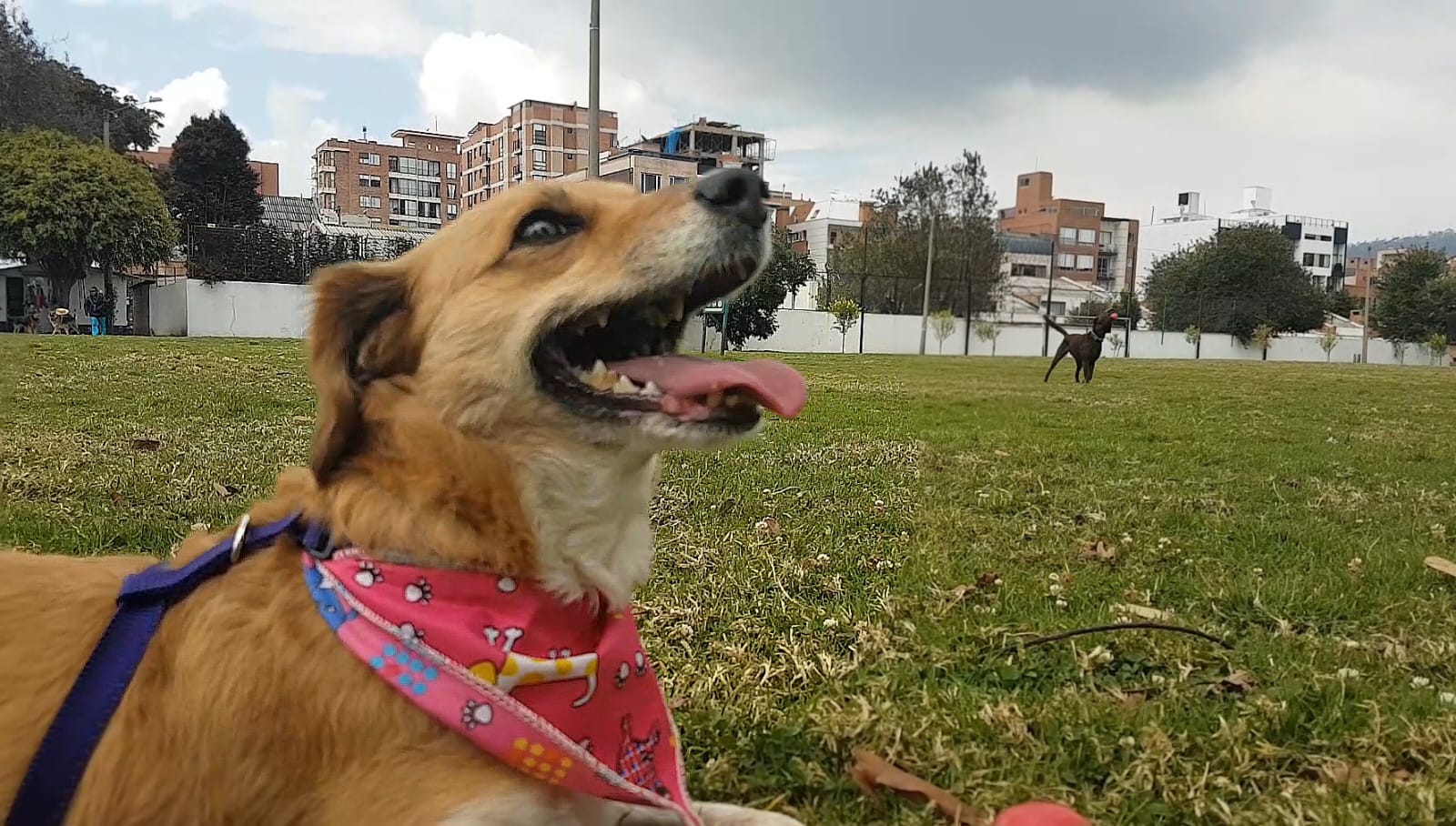Día mundial del perro, 21 de julio, perros criollos los más fieles