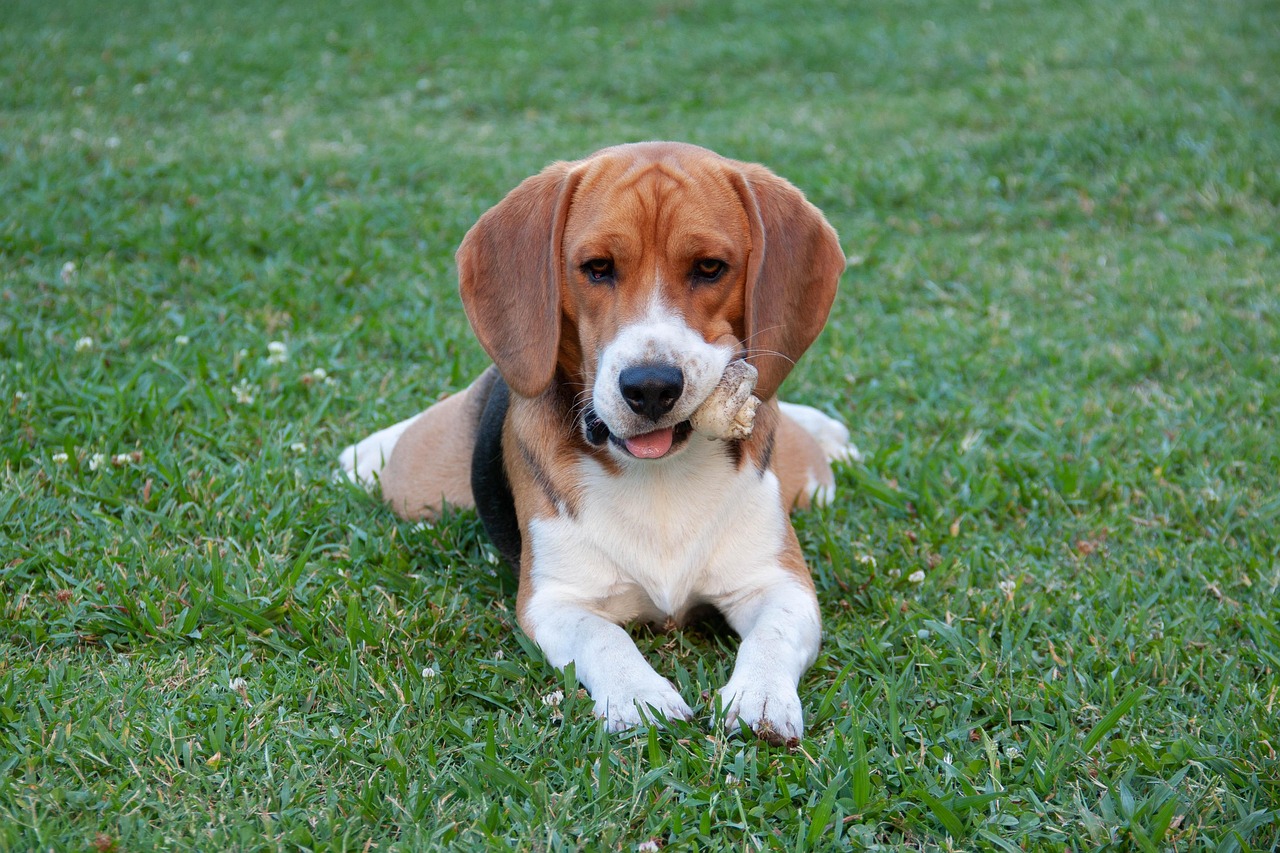 Beagle Día Mundial del Perro
