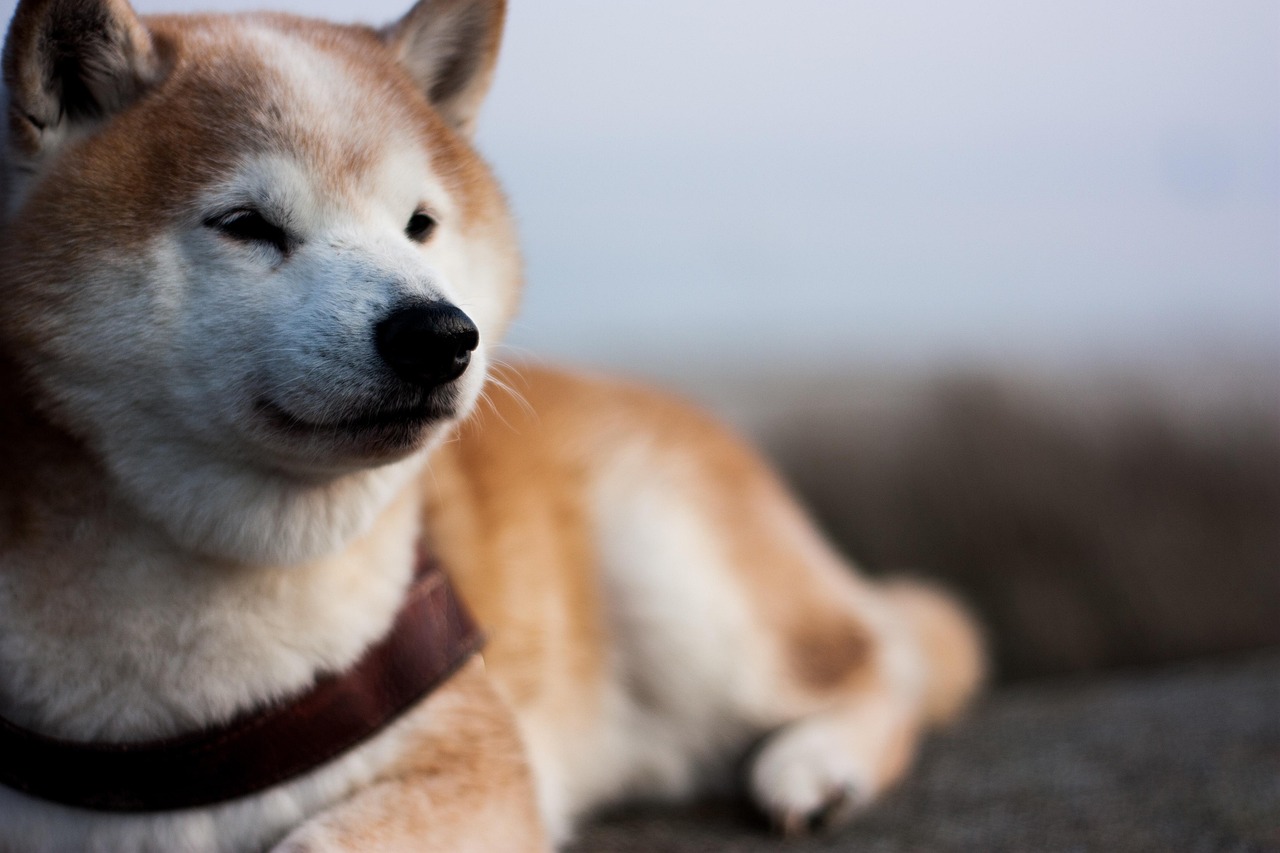 Shiba Inu Día Mundial del Perro, 21 de julio