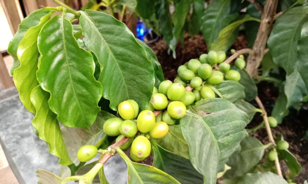 Gran cierre de Cafés de Colombia Expo: una vitrina para los nuevos empresarios